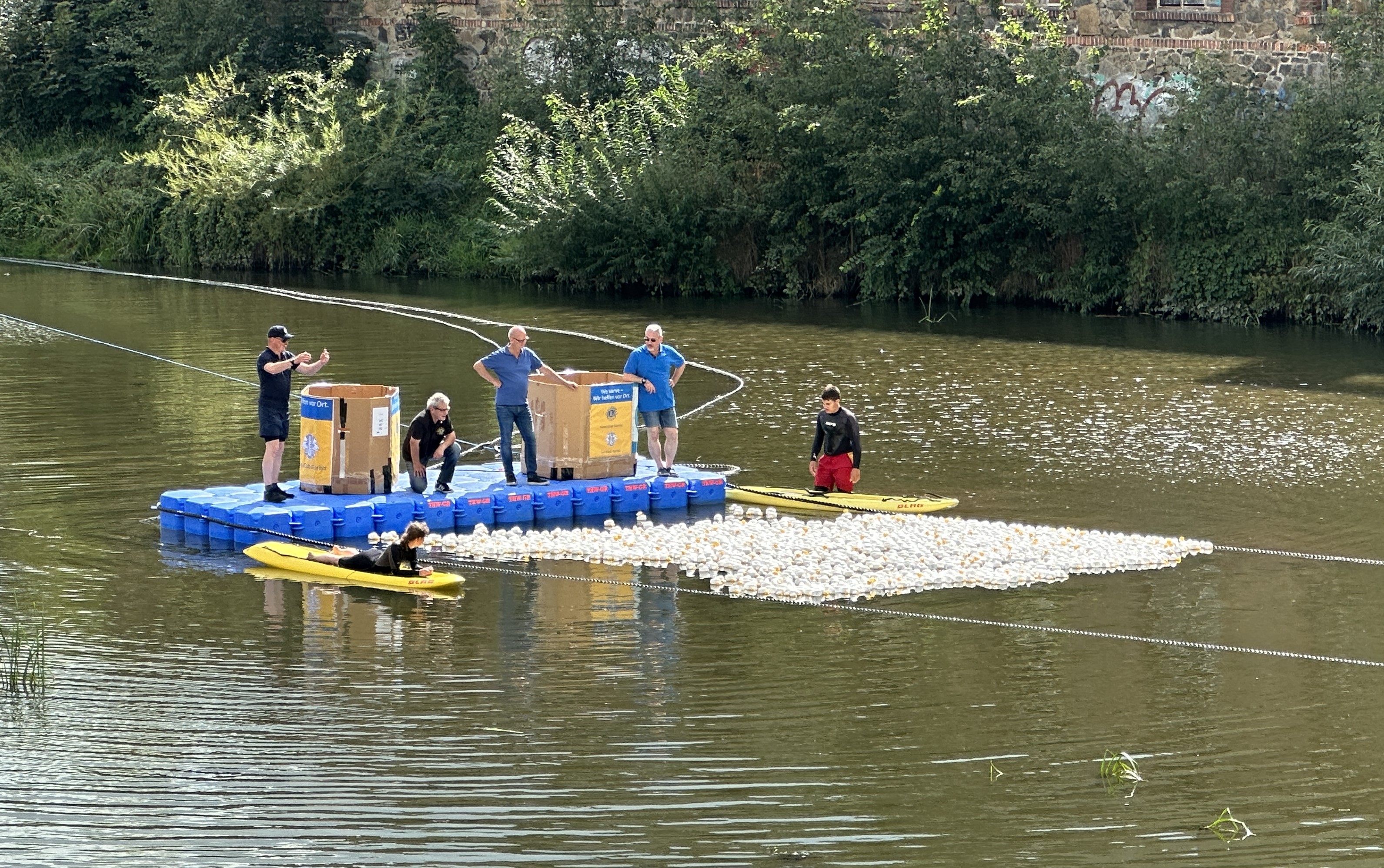 Schwimmschafe versuchen gegen der Wind anzukämpfen